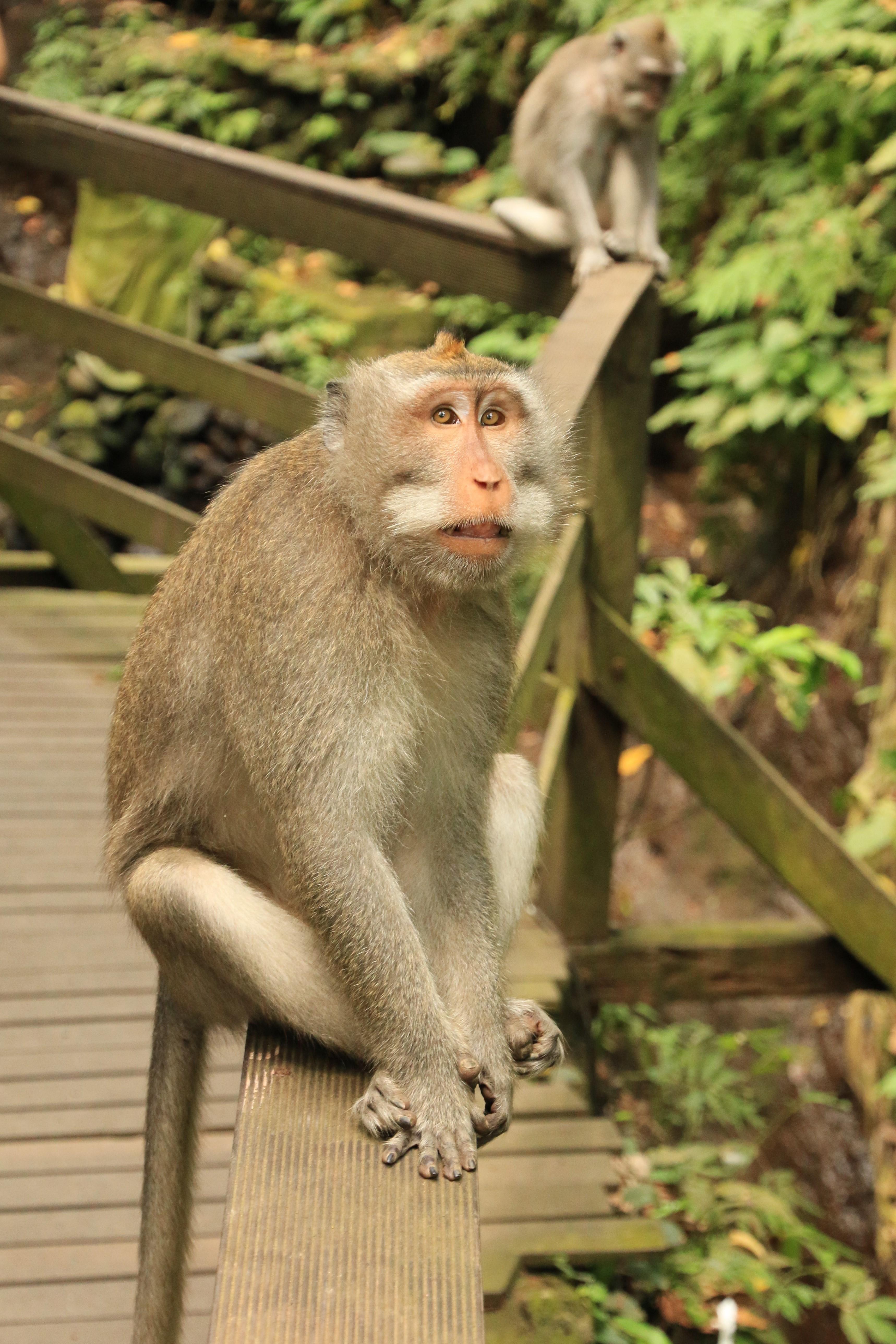 Ubud monkeys